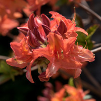 Beauty of Flowers